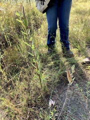 Asclepias obovata
