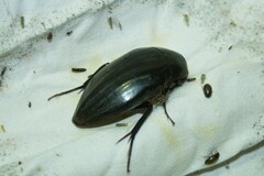Hydrophilus piceus