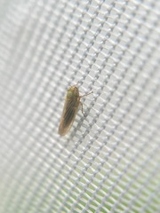 Macrosteles