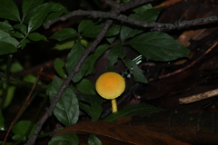 Acronyctodes mexicanaria