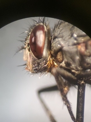 Calliphora vomitoria