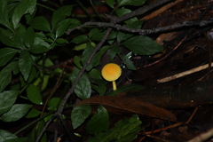 Acronyctodes mexicanaria