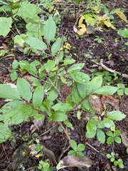 Vaccinium membranaceum