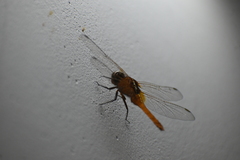 Rhodothemis rufa
