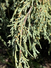 Juniperus scopulorum
