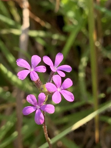 Buchnera floridana (Buchnera floridana)
