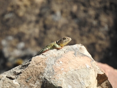 Crotaphytus collaris