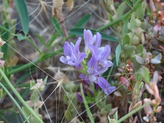 Medicago sativa