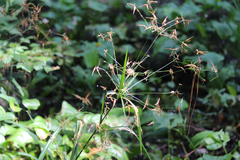 Rhynchospora corniculata