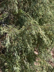 Juniperus scopulorum
