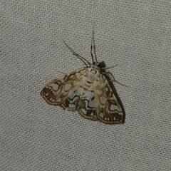 Elophila nymphaeata