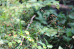 Rhynchospora corniculata