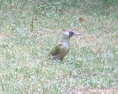 Picus viridis