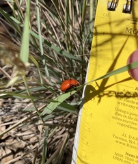 Leptinotarsa rubiginosa