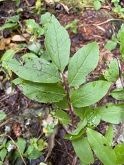 Vaccinium membranaceum