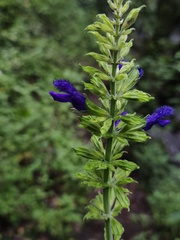 Salvia mexicana