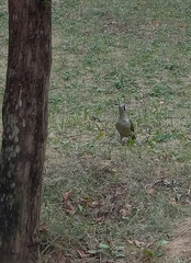 Picus viridis