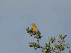 Icterus bullockii