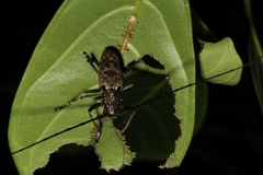 Epepeotes luscus