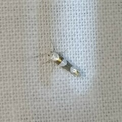 Argyresthia brockeella