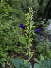 Salvia mexicana