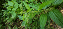 Urtica dioica