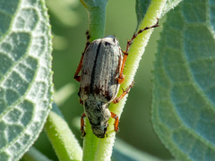 Macrodactylus mexicanus