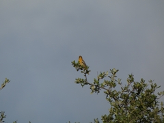 Icterus bullockii