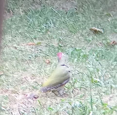 Picus viridis