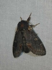 Notodonta dromedarius