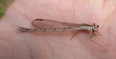 Sympecma fusca