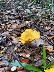 Cantharellus lateritius