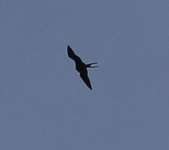 Fregata magnificens
