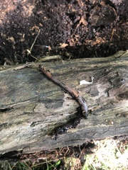 Lumbricus terrestris