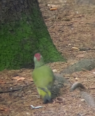 Picus viridis