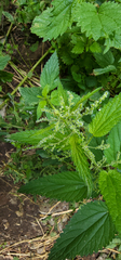 Urtica dioica