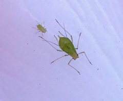 Macrosiphum