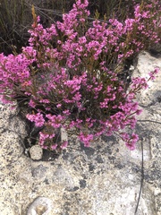 Erica melanthera