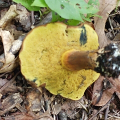 Cyanoboletus pulverulentus