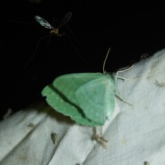 Geometra papilionaria