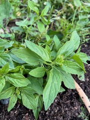 Mentha canadensis