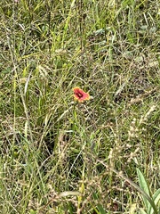 Gaillardia pulchella