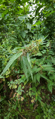 Urtica dioica