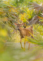 Odocoileus virginianus clavium