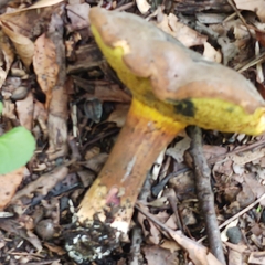Cyanoboletus pulverulentus