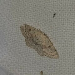 Cyclophora albipunctata