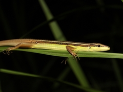 Takydromus sexlineatus