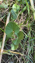 Magnoliopsida