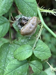 Mastophora phrynosoma