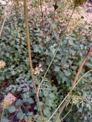Daucus carota